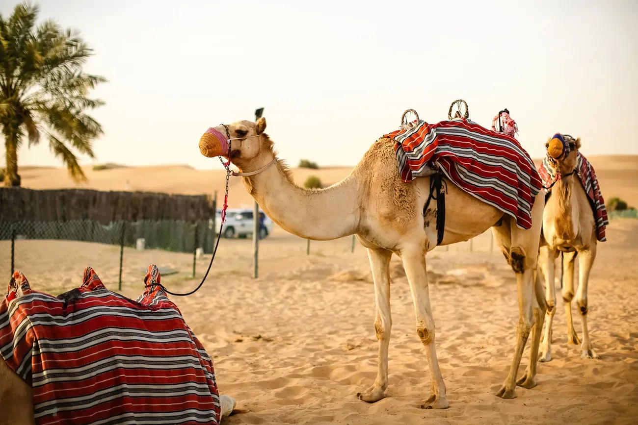 Evening Desert Safari with Camel Ride